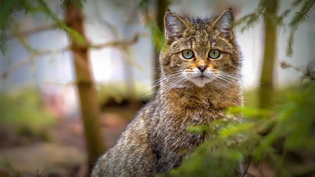 Scotland Highland wildcat