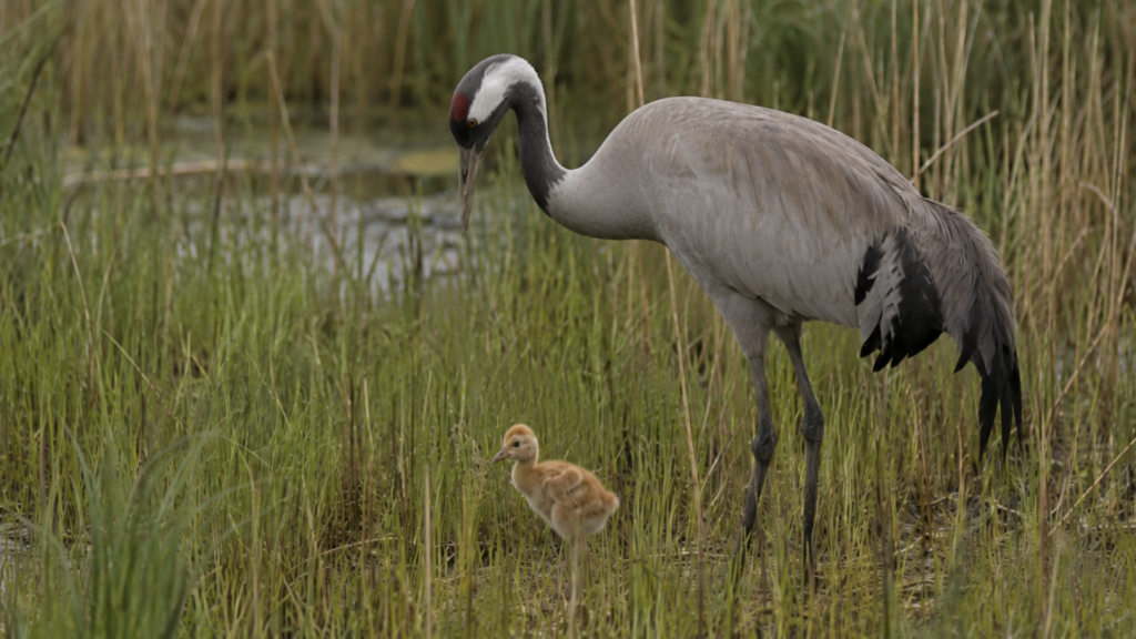 Wild crane with chick in a reed bed on the Somerset Levels